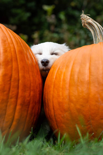 Small white dog sleeping cozy between two big orange pumpkins outside in grass