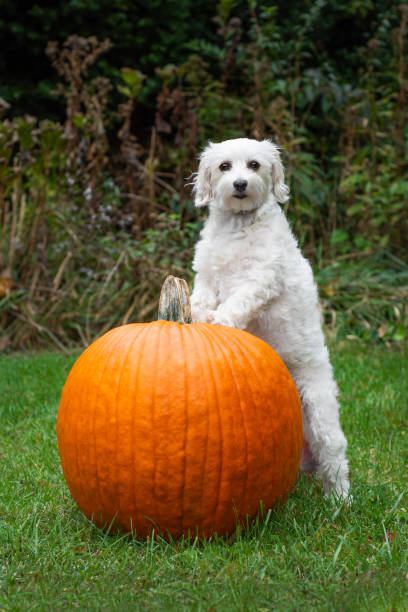 istock Little dog standing with front paws on big pumpkin 1183781725