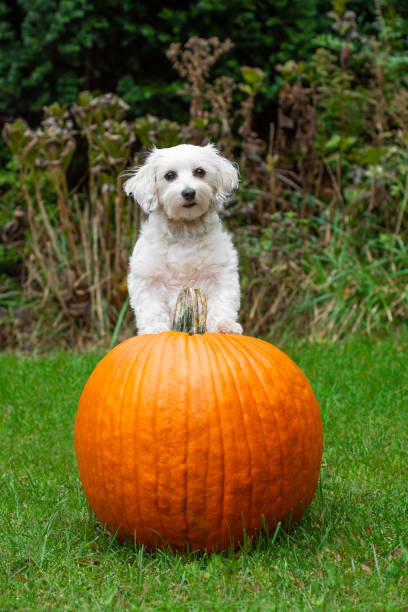istock Small dog standing with front paws on big orange pumpkin 1183781733