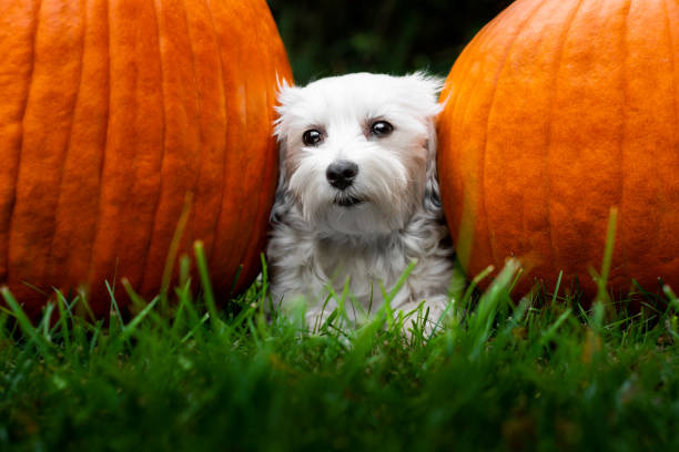 istock Little dog laying between two large pumpkins 1183781750