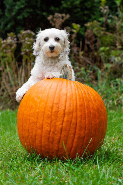 istock Small dog leaning on large pumpkin outside 1183781773
