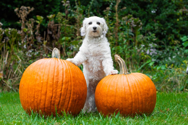istock Dog standing with paws on pumpkins 1183781794