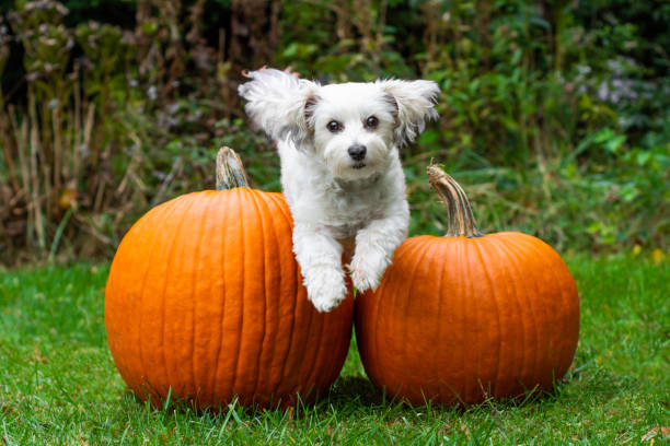 istock Small dog flying over pumpkins 1183781796