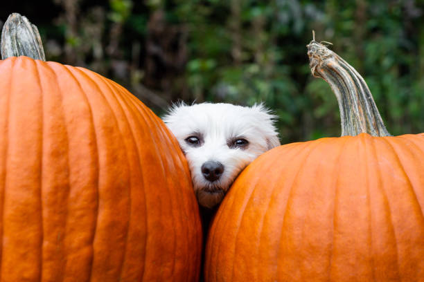 Small dog resting head between two big pumpkins