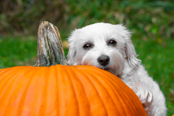 istock Small dog resting chin on pumpkin 1183781816