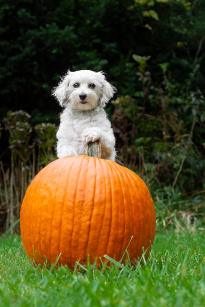istock Small dog holding pumpkin stem with one paw 1183781830