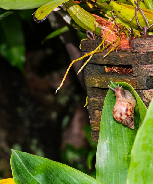 istock small snail climb on green leaf for eating. 1183782232