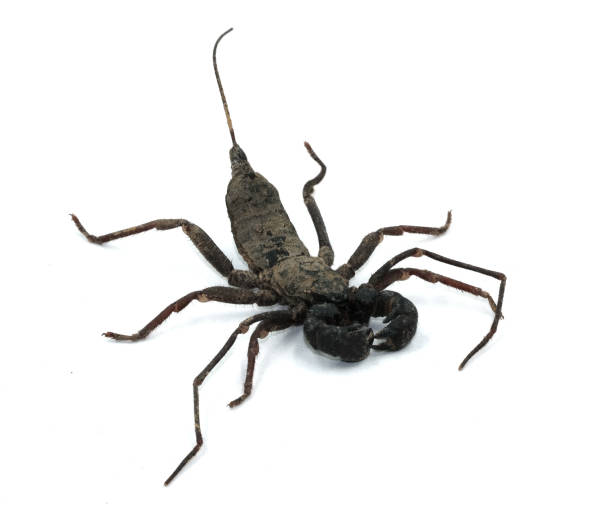 istock scorpion whip black insect two nipper  isolated on white background 1183782246