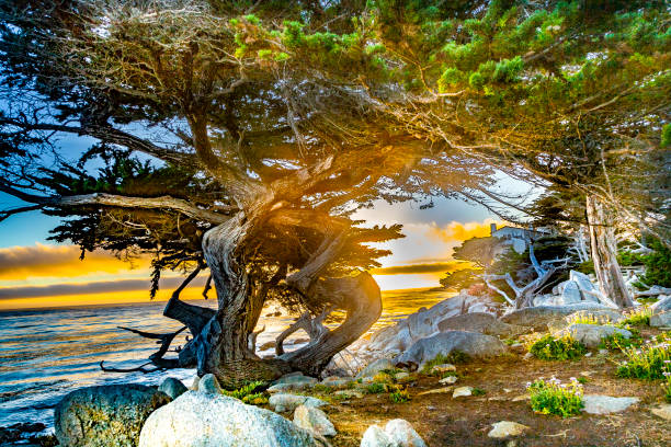 sunset at the coast near Point Lobos, USA