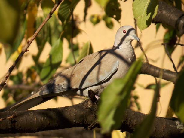 istock a pigeon on a tree among the branches 1183783807
