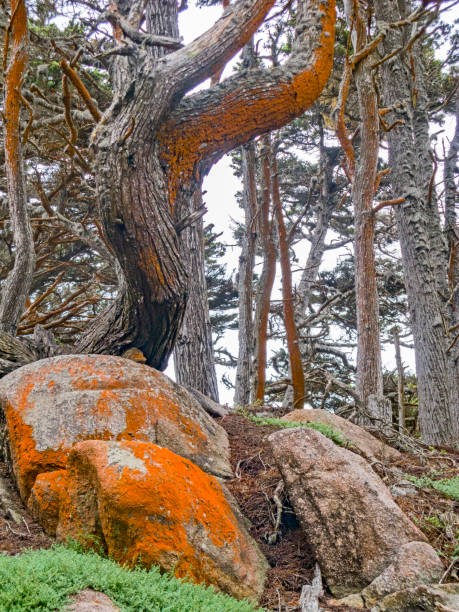 trees at Cyprus Cove Trail at Point Lobos trees at Cyprus Cove Trail at Point Lobos, USA point lobos state reserve stock pictures, royalty-free photos & images