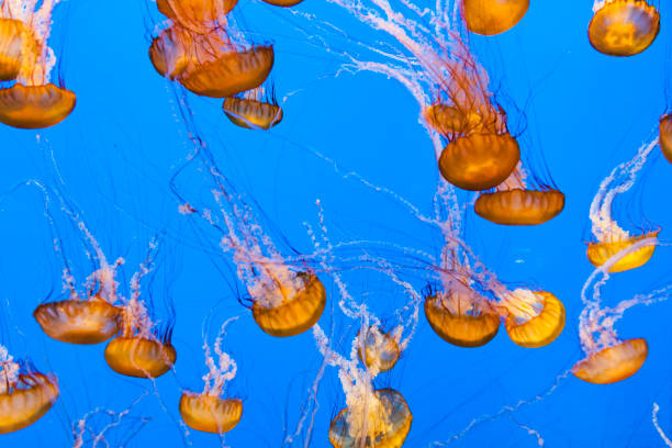 istock beautiful Jelly fishes 1183784026