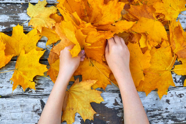 istock Hands with Autumn Leaves over wooden background 1183784877
