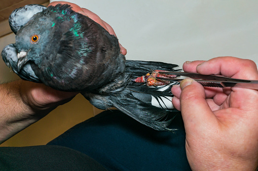 Veterinary care for the pigeon. The pigeon fell into snares. The pigeon's paw is deformed by threads and ropes from the trap.