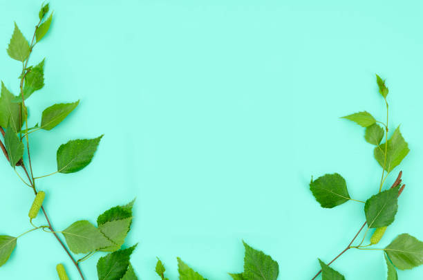 istock Summer mockup frame from green leaves on a mint background. Copy space top view for text or lettering 1183785430
