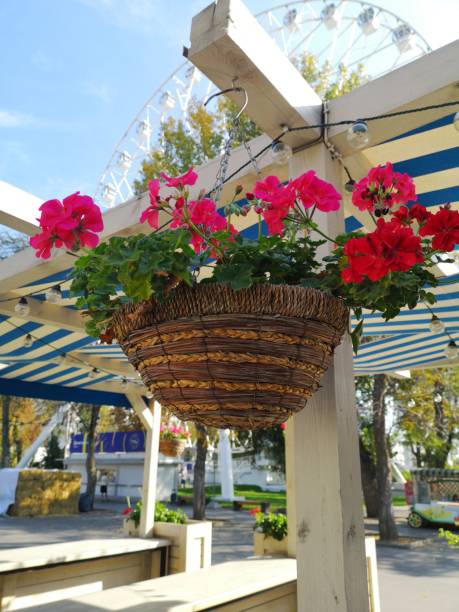istock plant with flowers in a wicker pot 1183786189