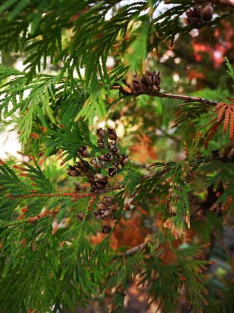 istock exquisite branches of fir tree 1183786631