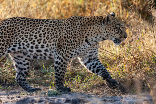istock Female leopard near the Khwai River - Botswana 1183787009