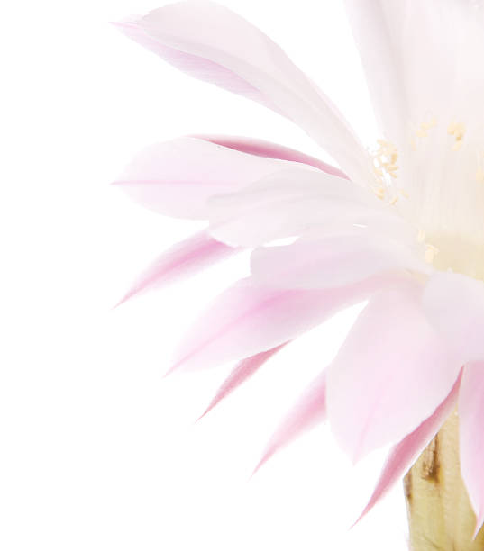 istock Cactus blooms isolated on white background 118378738