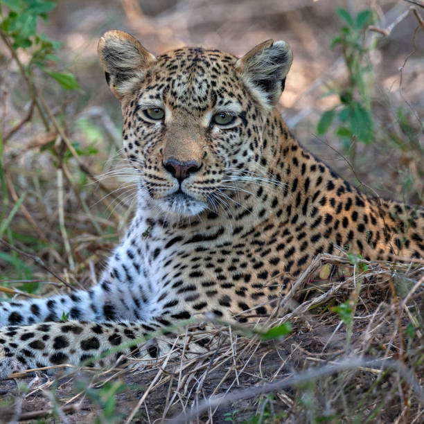 istock Female leopard near the Khwai River - Botswana 1183788071