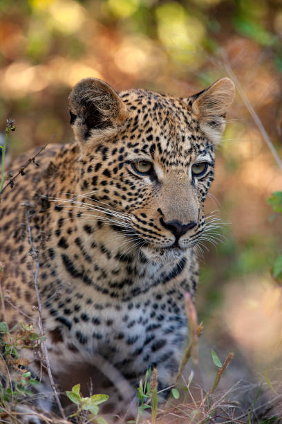 istock Young female leopard - Khwai River - Botswana 1183788683