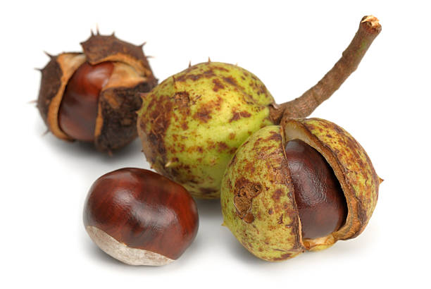 istock Studio shot of four chestnuts 118378970