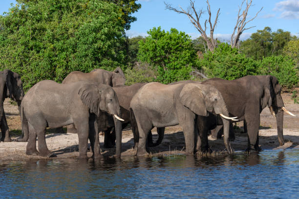 istock African Elephants drinking at the Chobe River - Botswana 1183789852