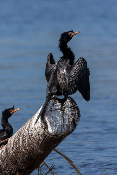 istock Reed Cormorant - Chobe River - Botswana 1183790565
