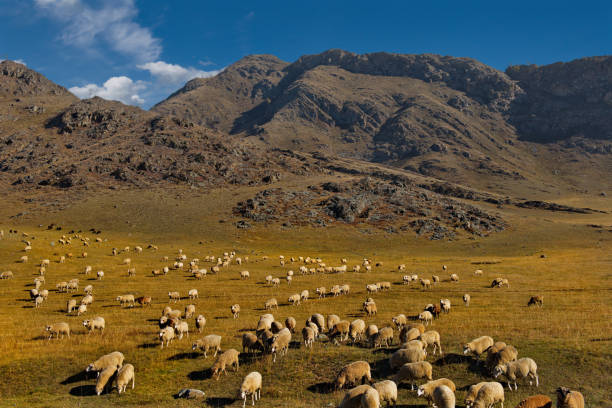 istock Poor pastures of the Altai Mountains 1183791216