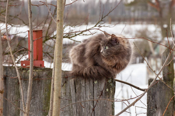 istock fluffy village cat on the fence 1183791904