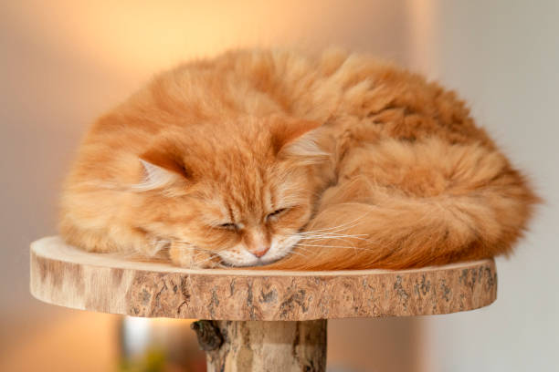 red fluffy cute cat sleeps on a gray sofa. High quality photo