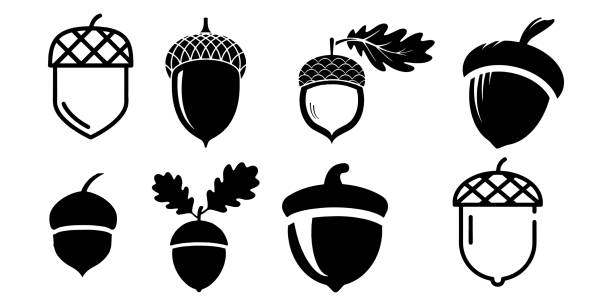 ilustrações de stock, clip art, desenhos animados e ícones de acorn vector icons isolated on white background - bolota ilustrações