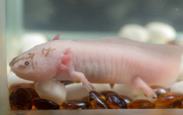 istock pink axolotl in an aquarium 1183794083