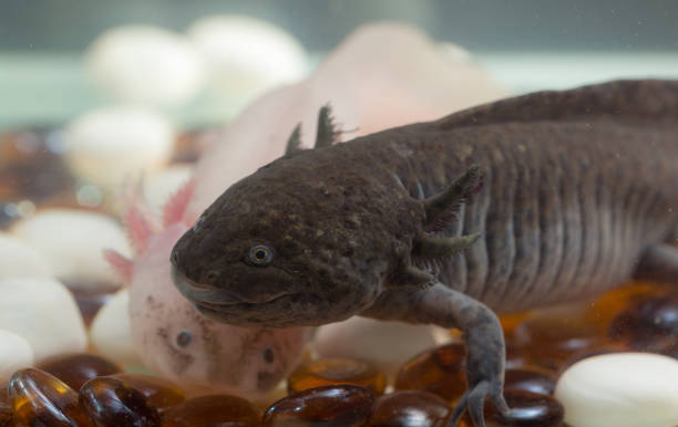 istock two axolotl in an aquarium 1183794808