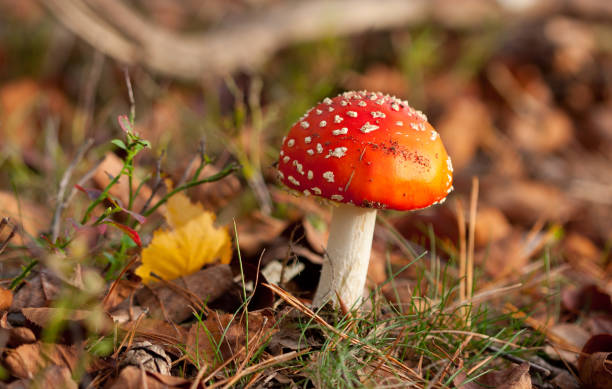 istock Beautiful red mushroom in the forest. 1183795073