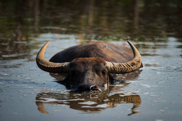 istock water buffalo and dragonfly in pond 1183798766