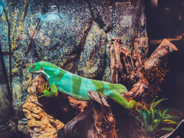 istock Green iguana on a branch in the aviary 1183798878