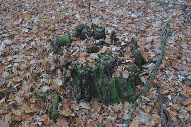 istock Forest stumps in green moss in  morning 1183801827