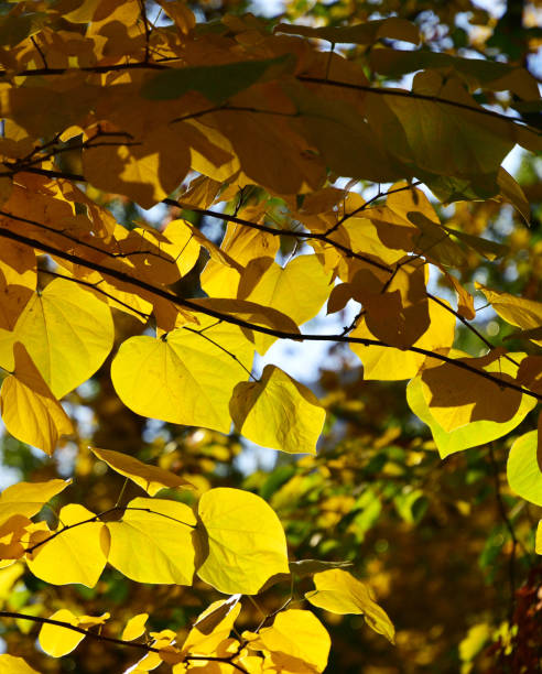 istock The sun breaks through the autumn yellow leaves. 1183802620
