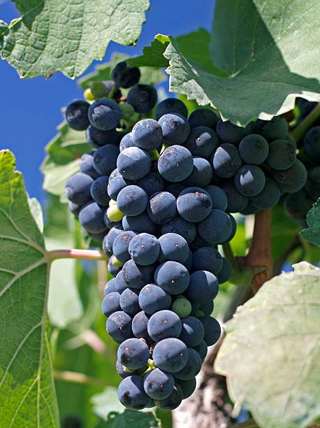 Cabernet Franc Grapes on the Vine stock photo