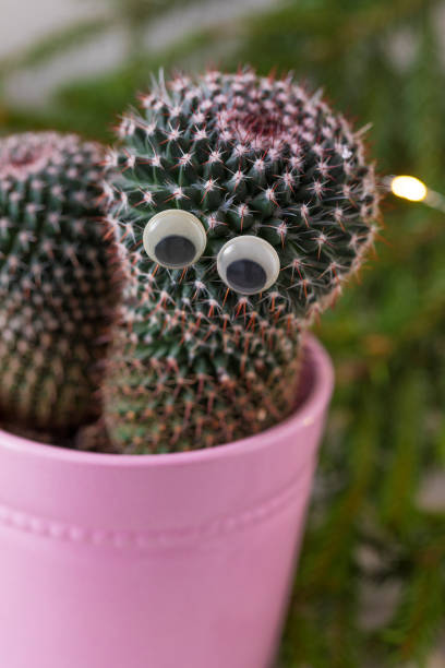 istock Cactus with googly eyes, potted in pink, over the fir-tree branches background 1183803119