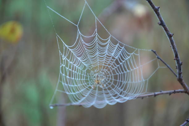 istock Closeup cobweb on plants and the trees 1183803952