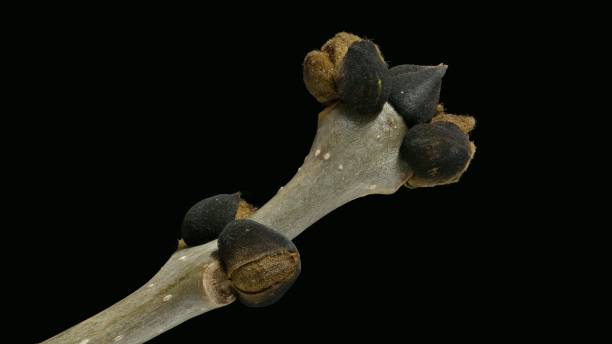istock Branch with buds of an ash tree (Fraxinus excelsior) 1183804233