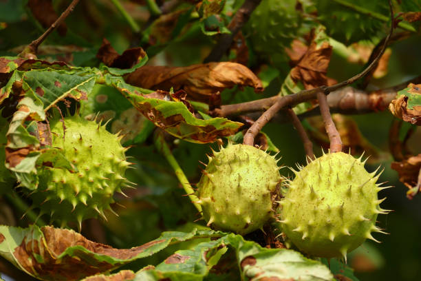 istock Horse chestnuts on the tree - leaves infested by minier moths 1183804423