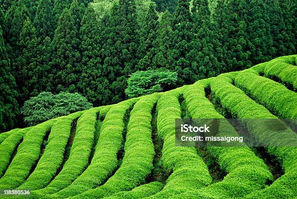 Piantagione Di Tè - Fotografie stock e altre immagini di Giappone - Giappone, Piantagione, Tè - Raccolto
