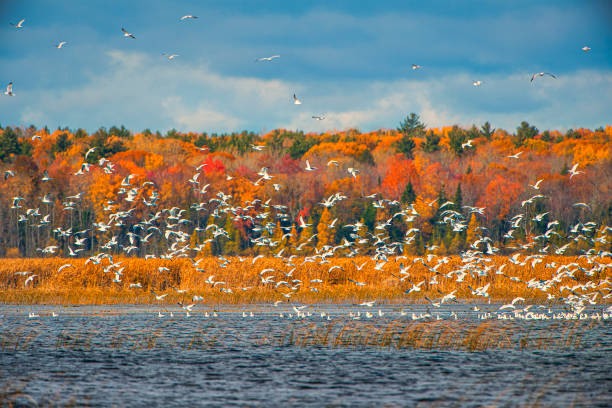 istock Terns Lake at Autumn 1183808644