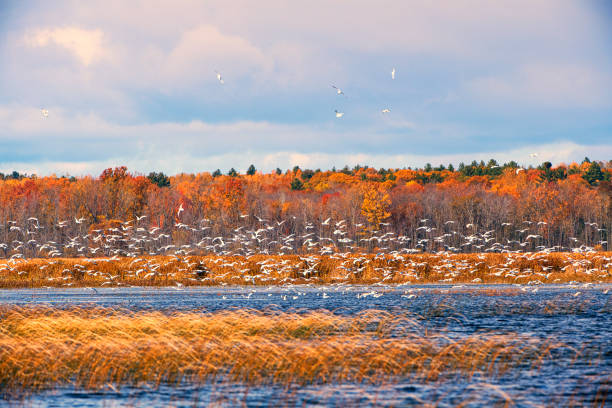 istock Terns Lake at Autumn 1183808649