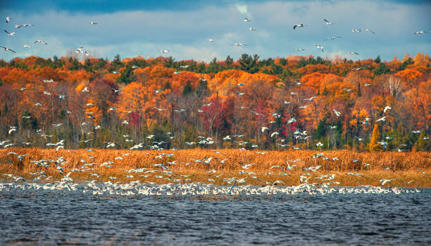 istock Terns Lake at Autumn 1183808668