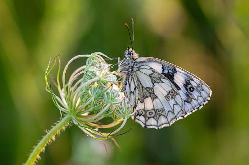 Marbled white butterfly (Melanargia galathea) resting on wildflowers in early evening dusk sunset