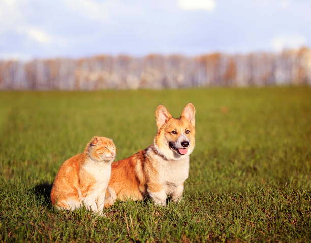 czerwony kot i corgi pies szczeniak siedzieć obok siebie na zielonej trawie w słoneczny wiosenny dzień na łące w wiosce - sunny cheerful close up outdoors zdjęcia i obrazy z banku zdjęć